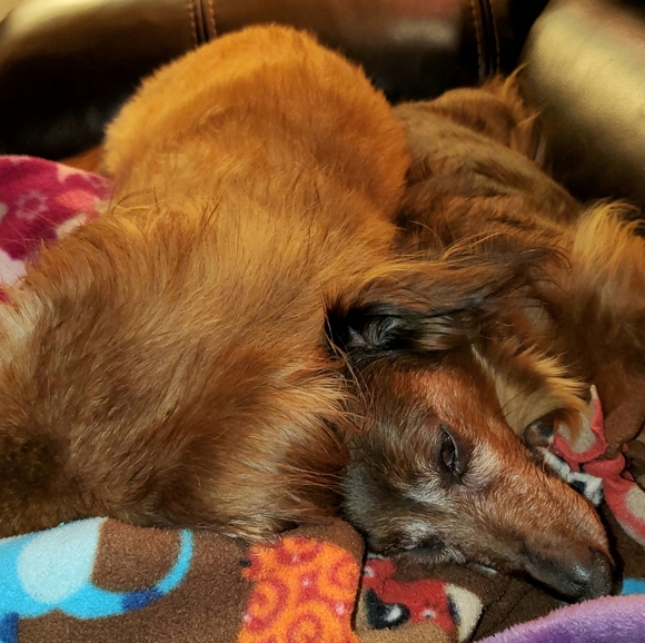 Meet your Posher, Debra - Picture 5 of 12